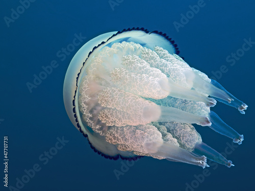 Plakat na papierze fotorealistycznym Meduza, korzeń meduzy (rhizstoma pulmo)