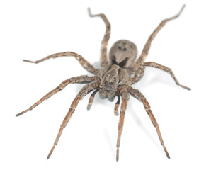 Wall Mural - Wolf spider isolated on white background, macro photo