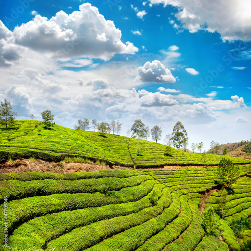 Board z aluminiowym obramowaniem Plantacja herbaty w munnar