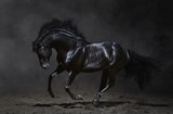 Fototapeta Konie - Galloping black horse on dark background