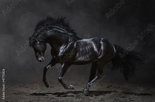 Obraz w ramie Galloping black horse on dark background