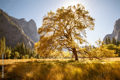 Plakat na papierze fotorealistycznym Duży dąb, dolina Yosemite