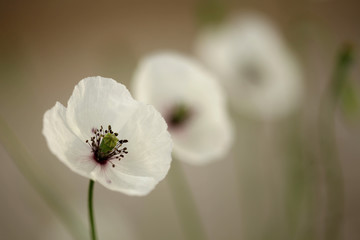 poppy