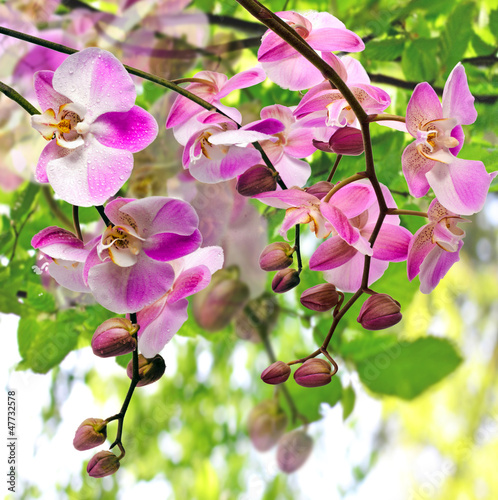 Board z aluminiowym obramowaniem Bukiet różowe orchidee (phalaenopsis) z wiosny tłem