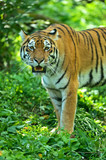 Fototapeta Zwierzęta - Tigers
