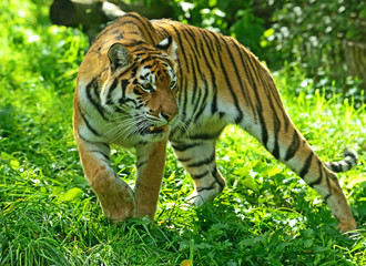 Wall Mural - tigers