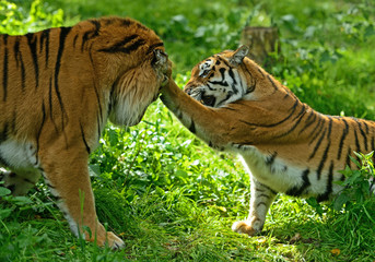 Canvas Print - Portrait of Amur Tigers