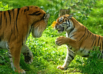 Canvas Print - Portrait of Amur Tigers