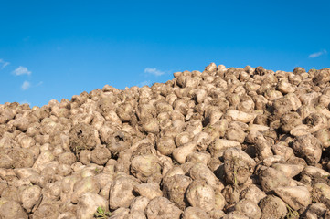 Poster - Closeup of a heap of sugar beets against the blue sky