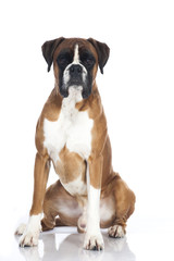 Wall Mural - Boxer