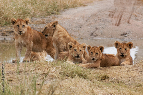 Plakat na papierze fotorealistycznym Serengeti baby lions