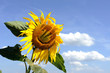 canvas print picture - Funny sunflower