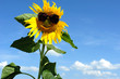 canvas print picture - Nice sunflower