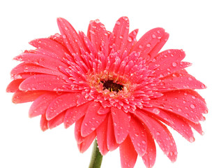 Poster - beautiful gerbera flower isolated on white