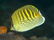 Spotband butterflyfish