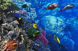 Fototapeta Do akwarium - Coral and fish in the Red Sea.Egypt