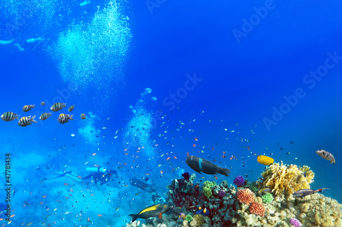 pletwonurkowie-koralowce-i-ryby-w-morzu-czerwonym