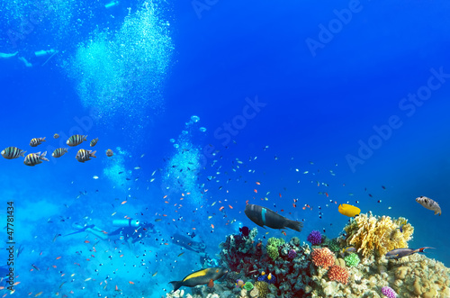 Plakat na zamówienie Scuba divers, coral and fish in the Red Sea.Egypt