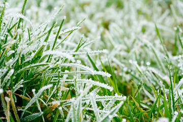 frozen grass