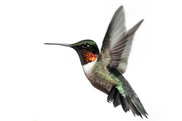 Sticker - Isolated Ruby-throated Hummingbird