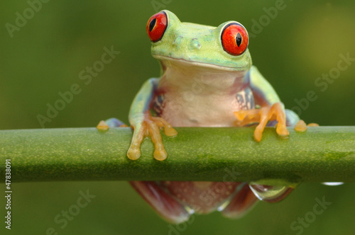 Board z aluminiowym obramowaniem Czerwonooki żaba drzewa (agalychnis callidryas)