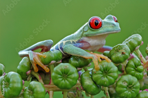 Board z aluminiowym obramowaniem Czerwonooki żaba drzewa (agalychnis callidryas)