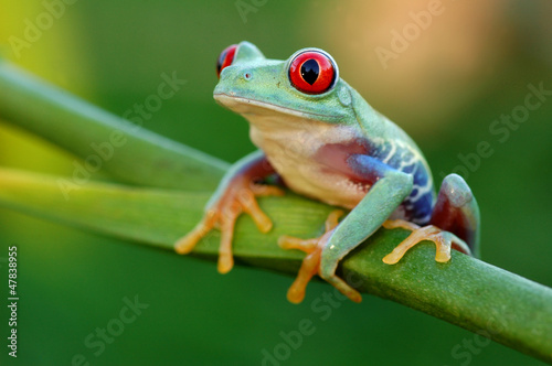 Board z aluminiowym obramowaniem Czerwonooki żaba drzewa (agalychnis callidryas)