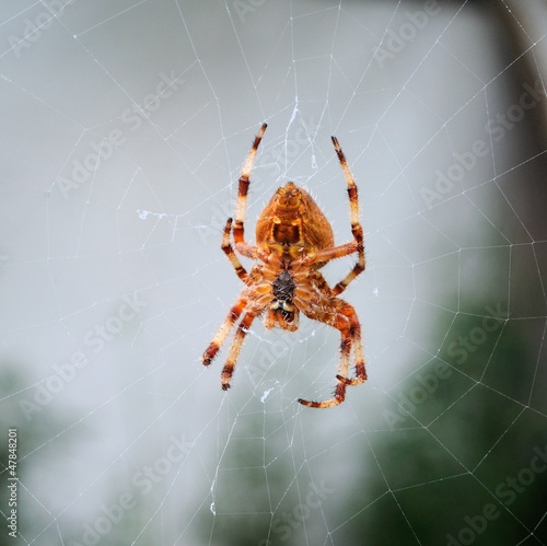 Common Garden Spider In Web C Arena Photo Uk Buy This Stock