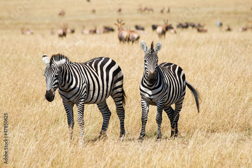 Plakat na papierze fotorealistycznym Równiny zebry w sawanny masai mara rezerwy krajowej, Kenia