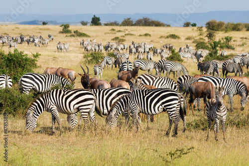 Plakat na papierze fotorealistycznym Wielka migracja w parku narodowym Masai Mara, Kenia