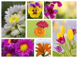 Fototapeta Sypialnia - Flowers collage