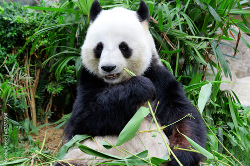 Board z aluminiowym obramowaniem Gigantyczna panda jedząca bambus
