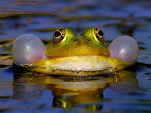 Croaking Bubble Frog