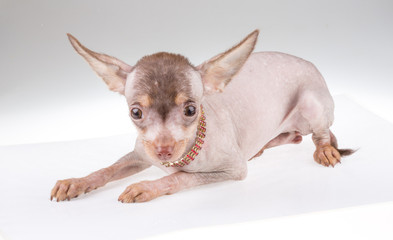 Chinese Crested Dog