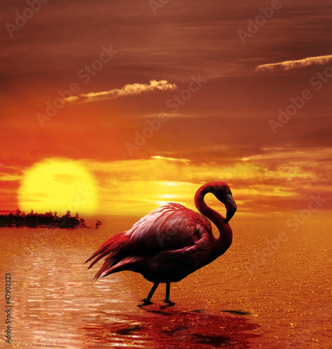 Fotoboard na płycie Zachód słońca z flamingo