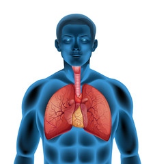 Sticker - Human respiratory system