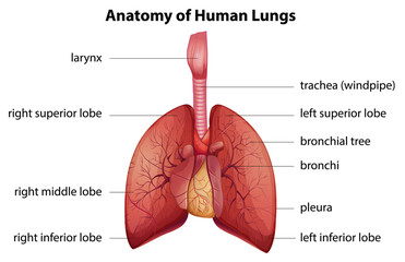 Sticker - Human respiratory system