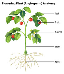 Parts of a plant