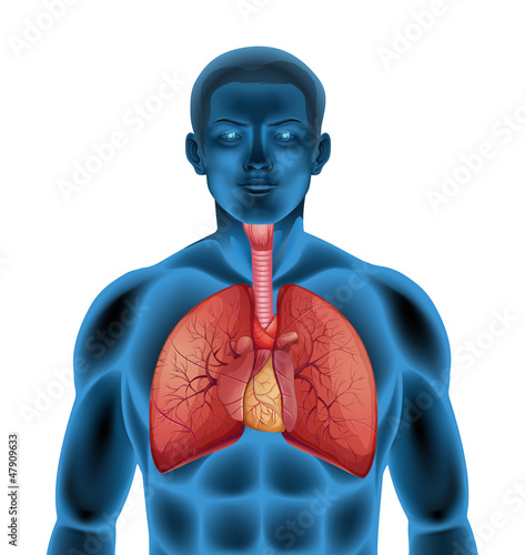 Naklejka dekoracyjna Human respiratory system