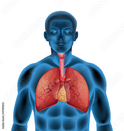 Naklejka na drzwi Human respiratory system