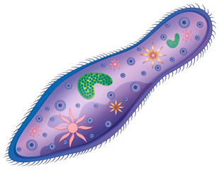 Wall Mural - Paramecium