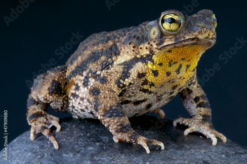 Board z aluminiowym obramowaniem Warty toad / bufo granulosa