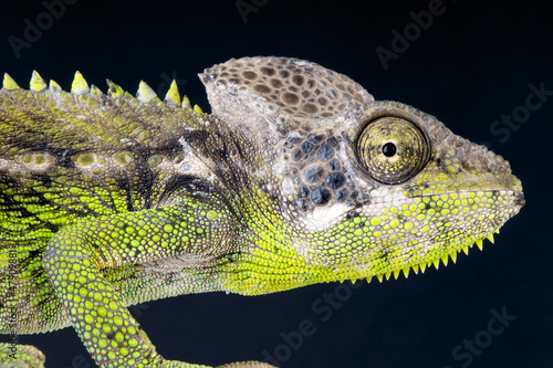 Fotoboard na płycie Warty kameleon / furcifer verrucosus