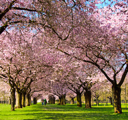 Fotomurales - Garten mit japanischen Kirschblüten