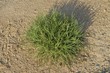 © botulinum21 - Clump of grass on sun light
