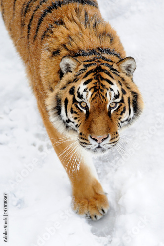 Fototapeta na wymiar Beautiful wild siberian tiger on snow