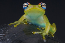 Blue-eyed Tree Frog / Boophis Rappiodes