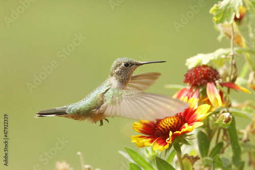 Fotoboard na płycie Kobieta koliber (selasphorus platycercus)