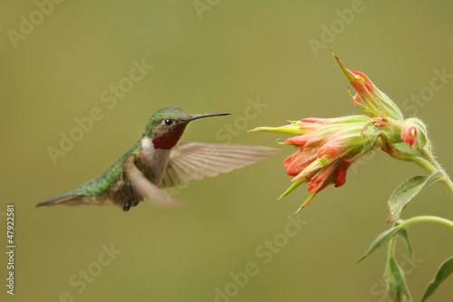 Fotoboard na płycie Kobieta koliber (selasphorus platycercus)
