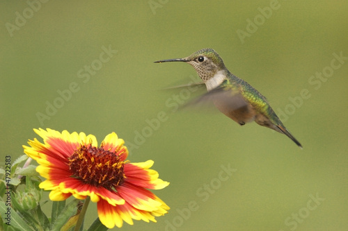 Fotoboard na płycie Kobieta koliber (selasphorus platycercus)
